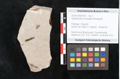 Foto (Objekt + Etikett) von Glyptostrobus europaeus Brongniart (NHMW-GEO-2024-0188-6750)